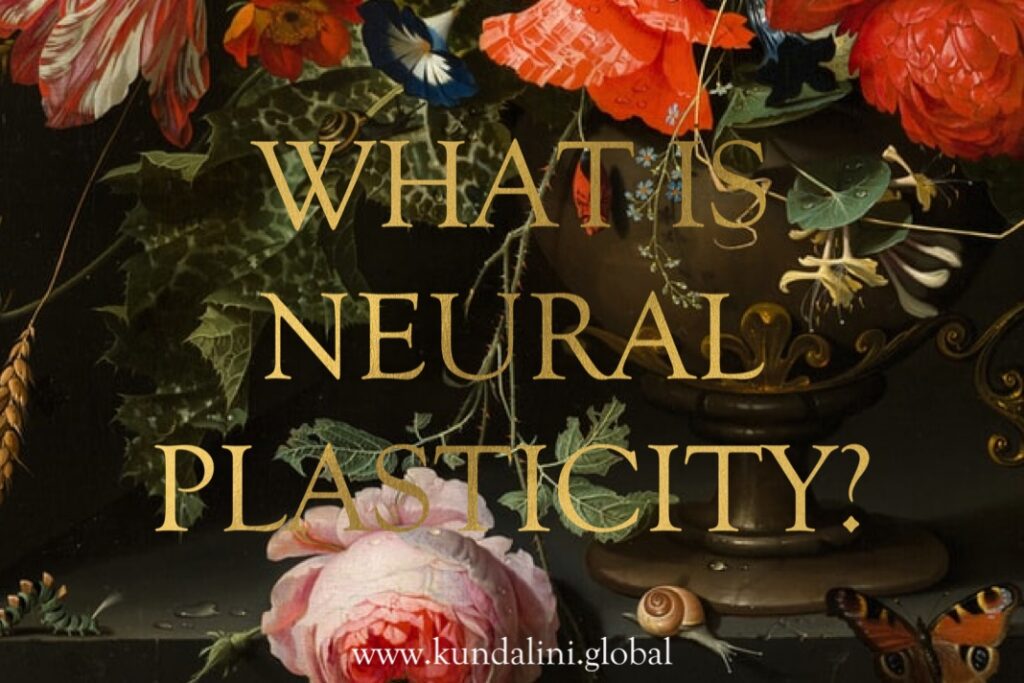 What is Neural Plasticity?